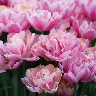 Pink Star&reg; Tulips