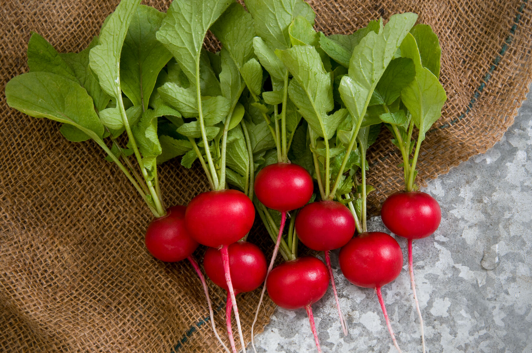 Rover Round Radishes
