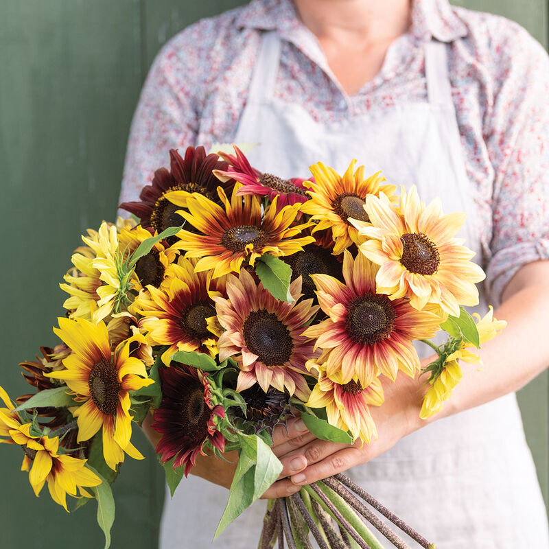 Daydream Mixture Tall Sunflowers