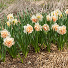 Flower Surprise Narcissus (Daffodil)