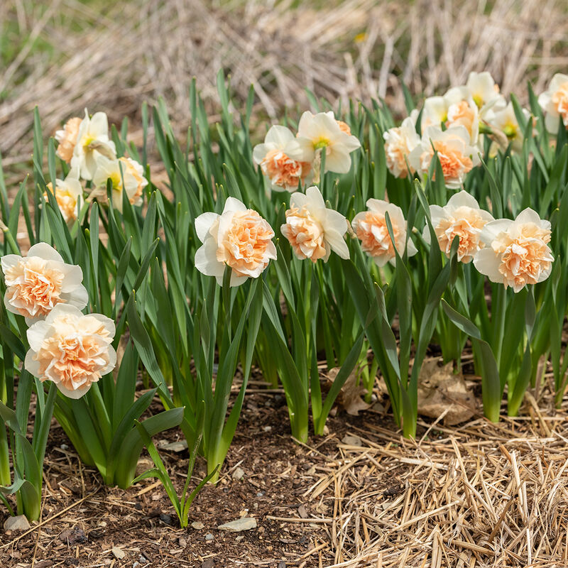 Flower Surprise Narcissus (Daffodil)