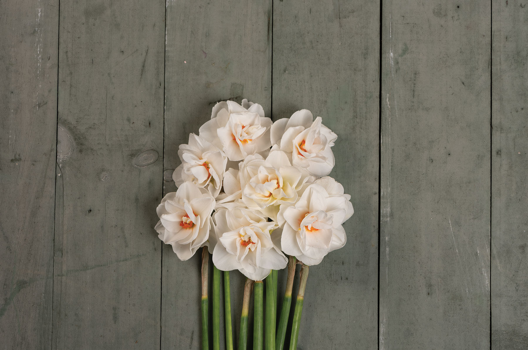 Acropolis Narcissus (Daffodil)