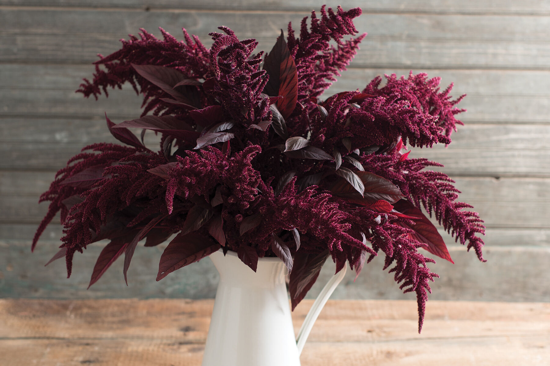 Red Spike Amaranthus