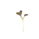 Mizuna, Red Microgreen Vegetables
