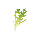 Rasmussen Salanova&reg; &ndash; Green Upright Oak Salanova&reg; Lettuce
