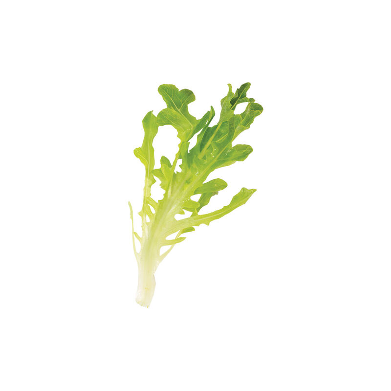 Rasmussen Salanova&reg; &ndash; Green Upright Oak Salanova&reg; Lettuce