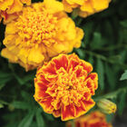 Bonanza&trade; Bee French Marigolds