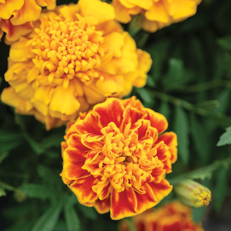 Bonanza&trade; Bee French Marigolds