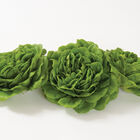 Higgs Salanova&reg; &ndash; Green Butter Salanova&reg; Lettuce