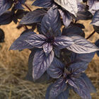Prospera&reg; Red DMR Purple Basil