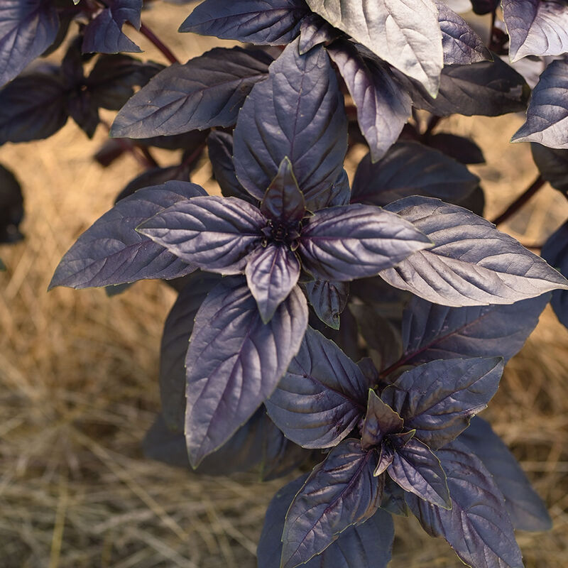 Prospera&reg; Red DMR Purple Basil