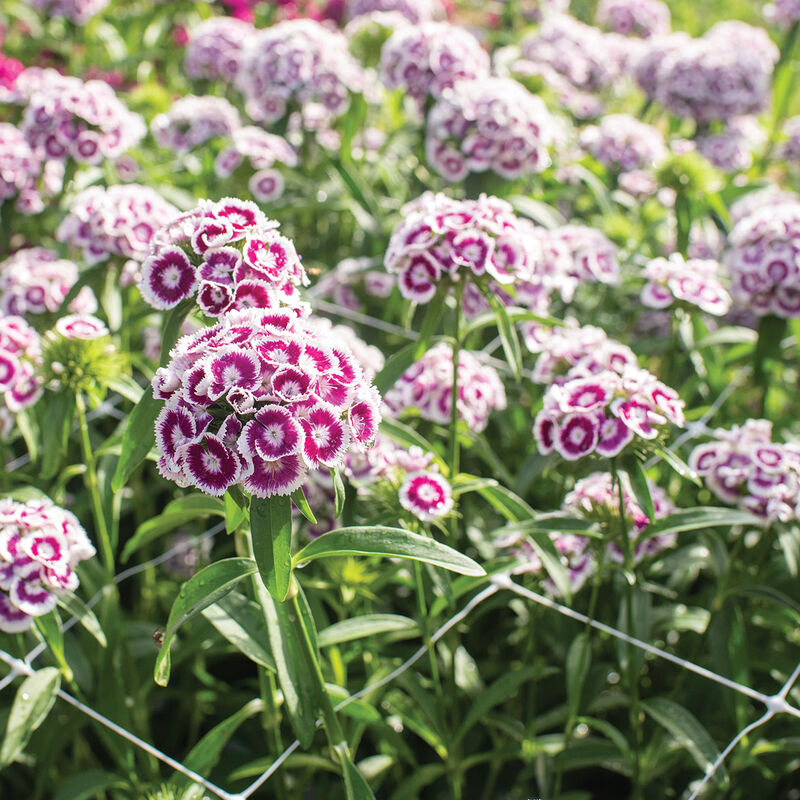 Sweet&trade; Purple White Bicolor Dianthus (Sweet William)