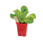 Polypro 2.5" Insert Pots &ndash; Red, 8 Count Plastic Pots