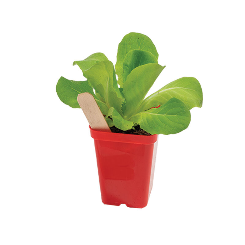 Polypro 2.5" Insert Pots &ndash; Red, 8 Count Plastic Pots
