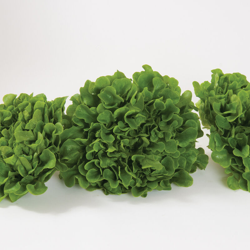 Cousteau Salanova&reg; &ndash; Green Oakleaf Salanova&reg; Lettuce