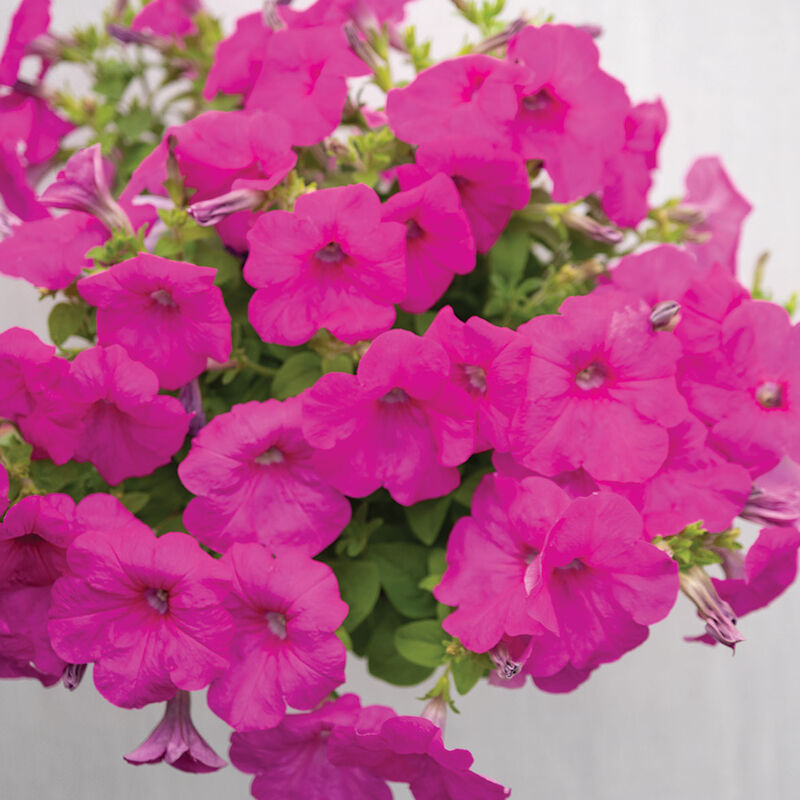 Easy Wave&reg; Neon Rose Petunia