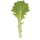 Celinet Summer Crisp Lettuce (Batavia)