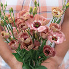 Pucchino Choco 3 Lisianthus