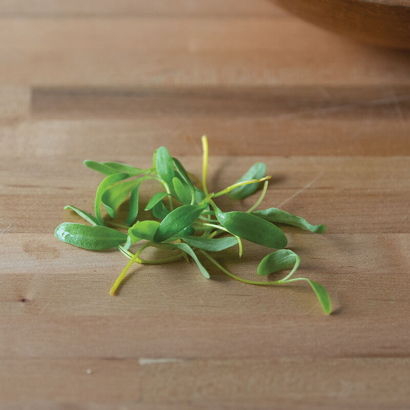 Chard, Yellow Microgreen Vegetables