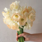 British Gamble Narcissus (Daffodil)