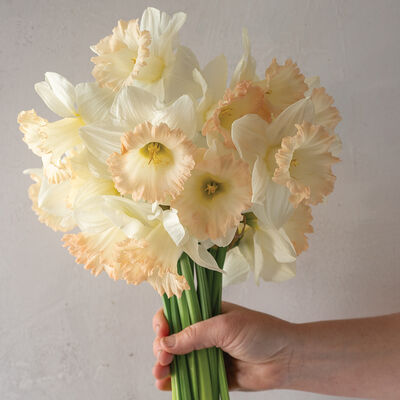 British Gamble Narcissus (Daffodil)