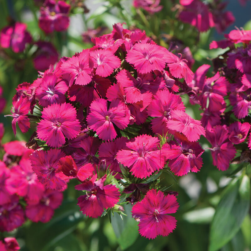 Amazon&trade; Neon Cherry Dianthus (Sweet William)