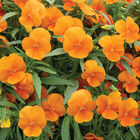 Sorbet&reg; XP Deep Orange Viola (Pansy)