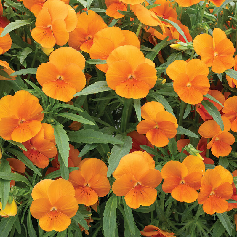 Sorbet&reg; XP Deep Orange Viola (Pansy)