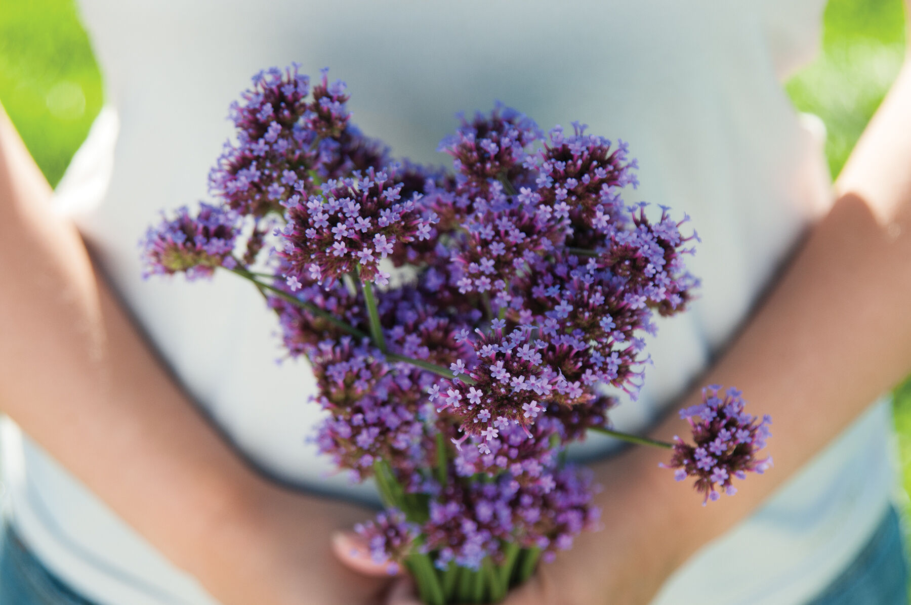 Verbena bonariensis Verbena