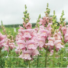 Opus&trade; III Lavender Snapdragon