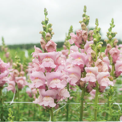 Opus&trade; III Lavender Snapdragon