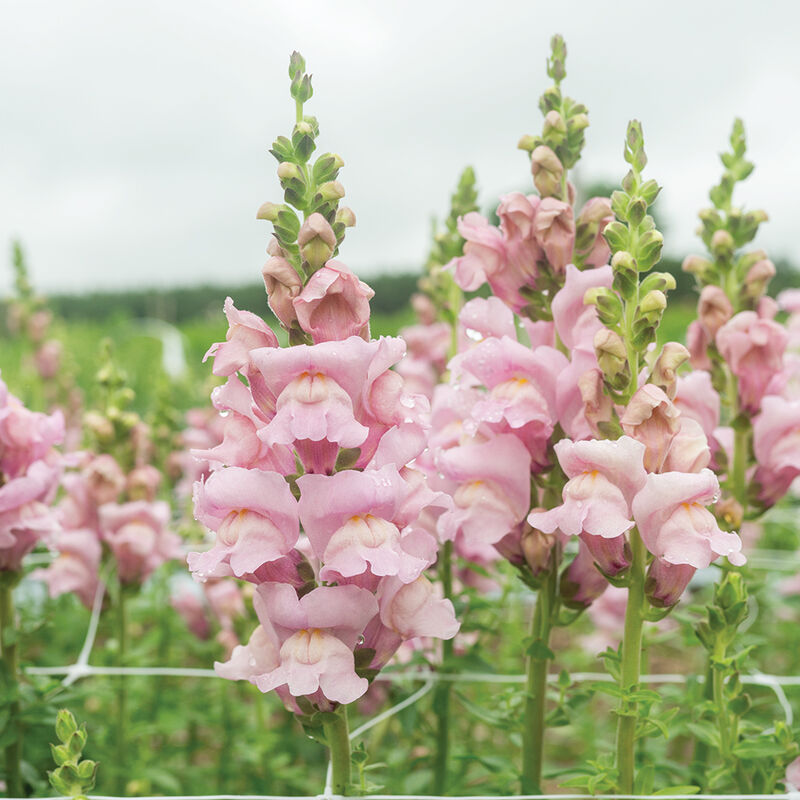 Opus&trade; III Lavender Snapdragon