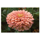 Benary's Giant Salmon Rose Benary's Giant Series
