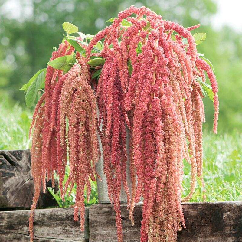 Coral Fountain Amaranthus