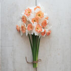 Precocious Narcissus (Daffodil)