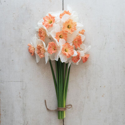 Precocious Narcissus (Daffodil)