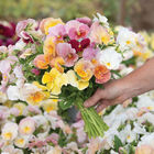 Imperial&trade; Antique Shades Viola (Pansy)