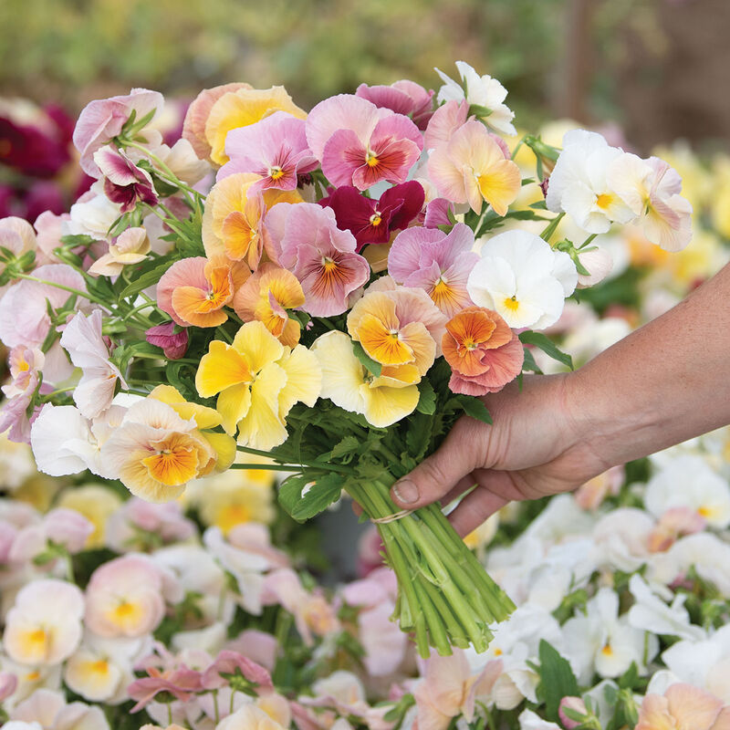 Imperial&trade; Antique Shades Viola (Pansy)