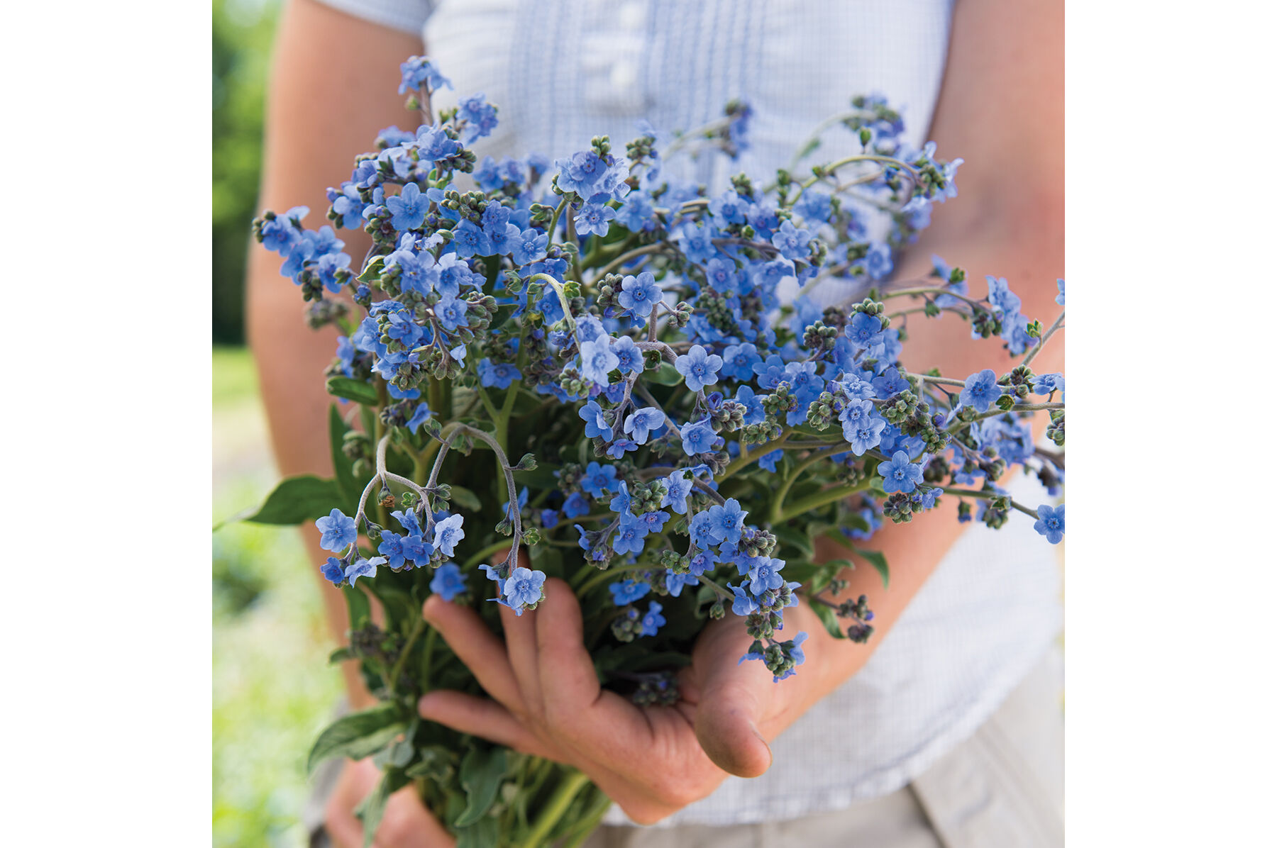 Chinese Forget-Me-Not Cynoglossum
