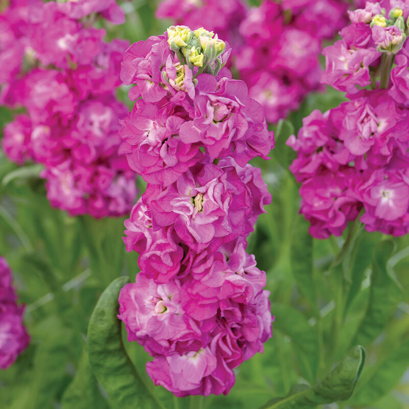 StoX&reg; Deep Rose Stock