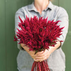 Celway&trade; Red Celosia