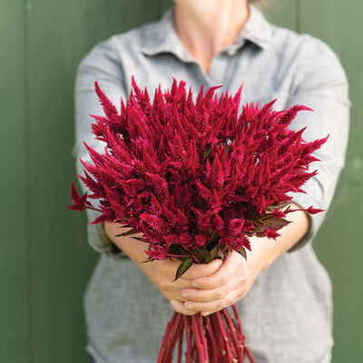 Celway&trade; Red Celosia