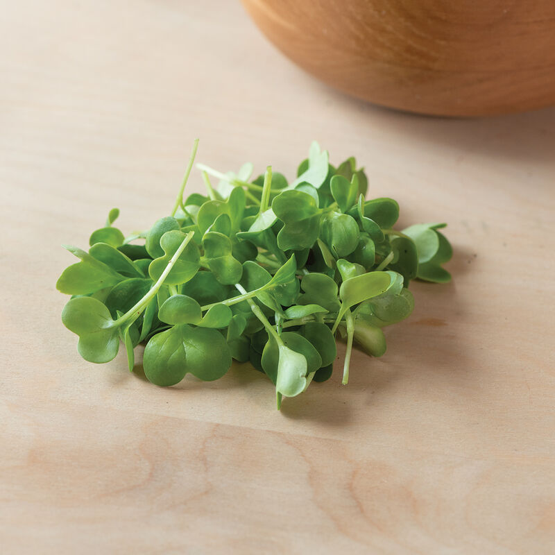 Radish, Daikon Microgreen Vegetables