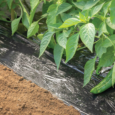 Bio360 Mulch &ndash; 4' x 500' Biodegradable & Compostable Mulch