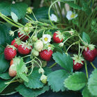 Mara des Bois &ndash; Spring-Planted Strawberry Bare-Root Plants