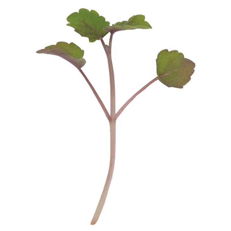 Anise Hyssop Microgreen Herbs