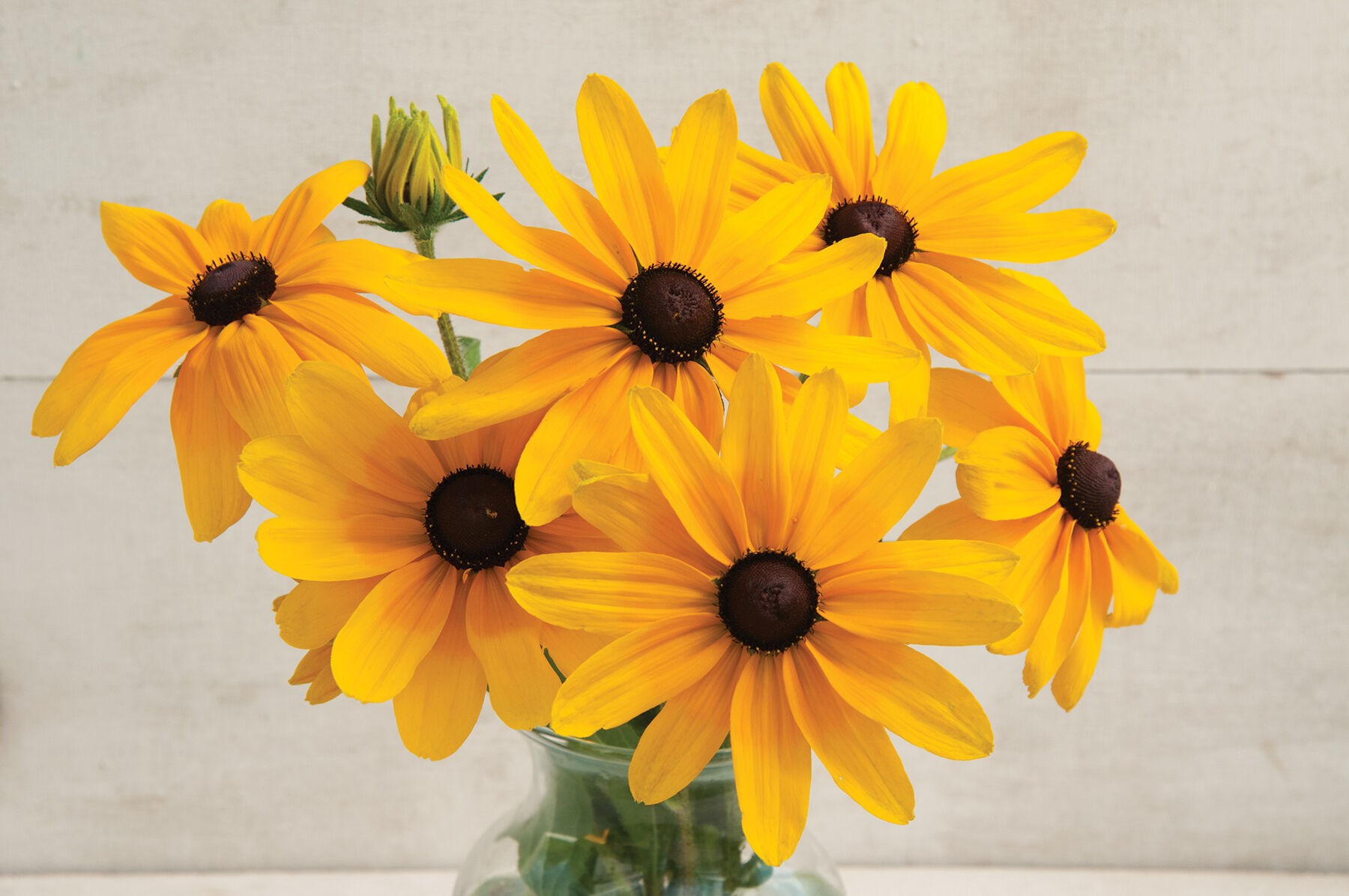 Indian Summer Rudbeckia (Black-Eyed Susan)