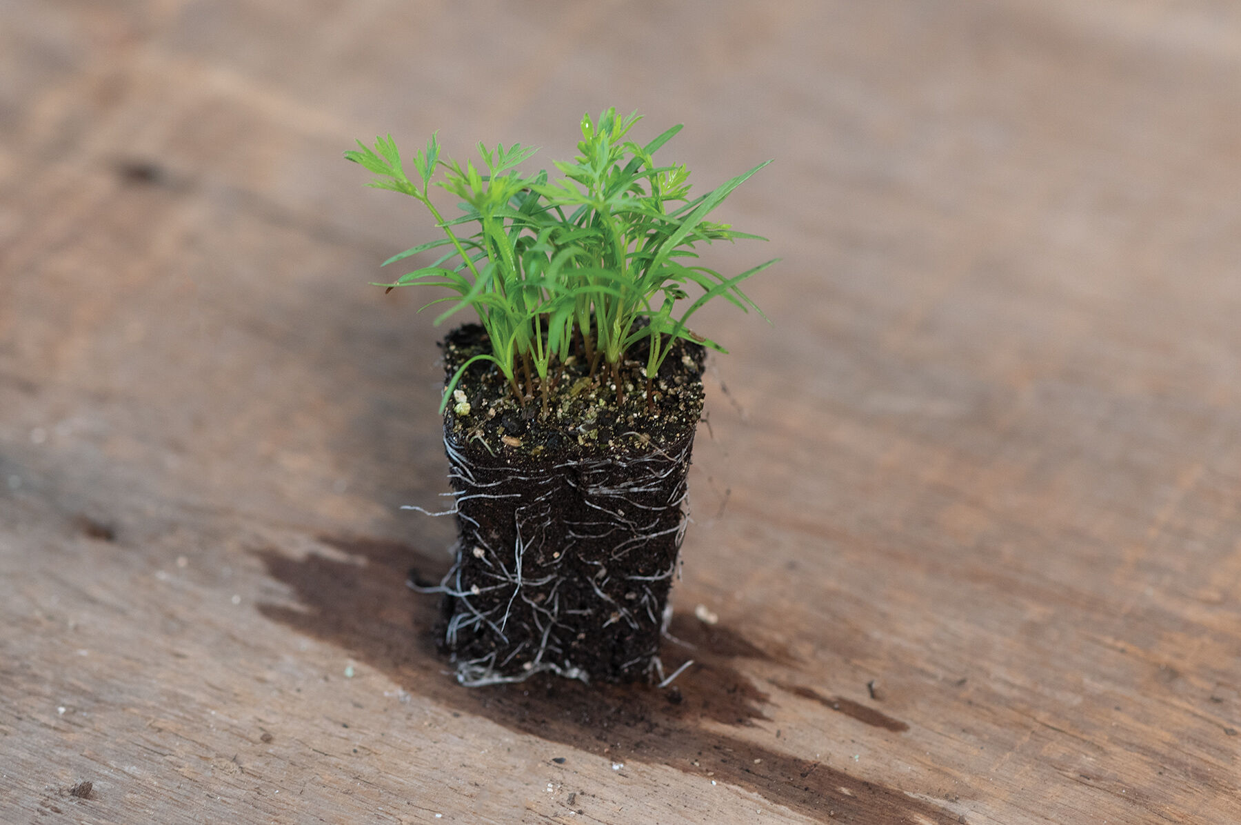 Carrot Microgreen Vegetables