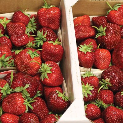 Malwina &ndash; Spring-Planted Strawberry Bare-Root Plants