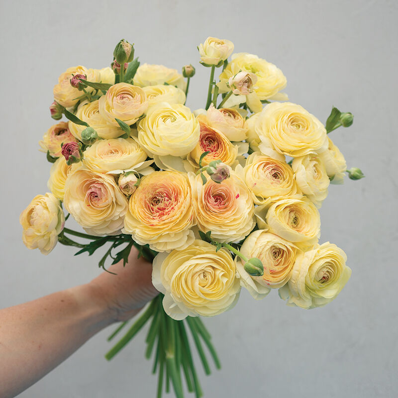 Romance&trade; Hydra&reg; Ranunculus